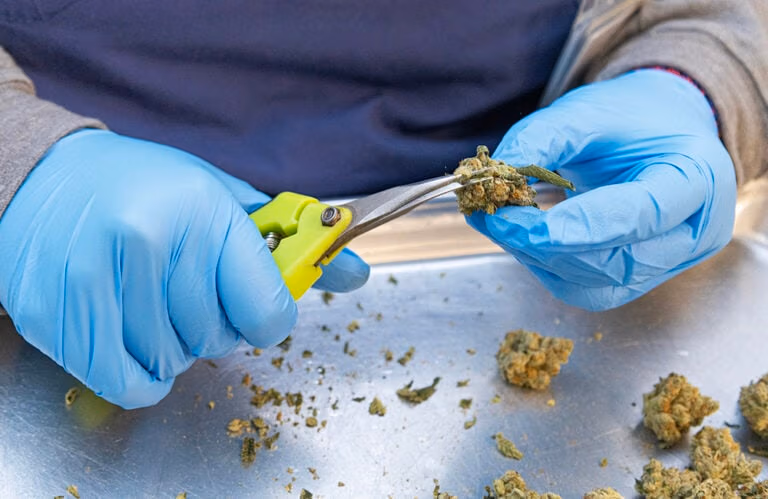 Hand Trimming