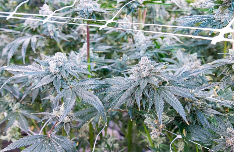 Sour Dubb