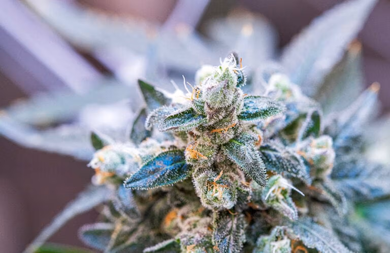 Sour Dubb